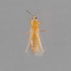 Frankliniella