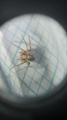 Philodromus