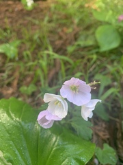 Cardamine nuttallii
