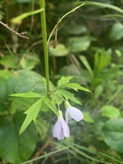 Cardamine nuttallii