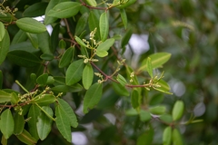 Laguncularia racemosa, photograph (c) José Javier Barrios Flores, some rights reserved (CC BY)
