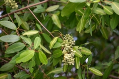 Laguncularia racemosa, photograph (c) José Javier Barrios Flores, some rights reserved (CC BY)