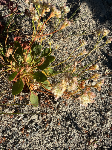 Eriogonum pyrolifolium, photograph 3