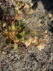 Eriogonum pyrolifolium, photograph author not stated, no rights reserved
