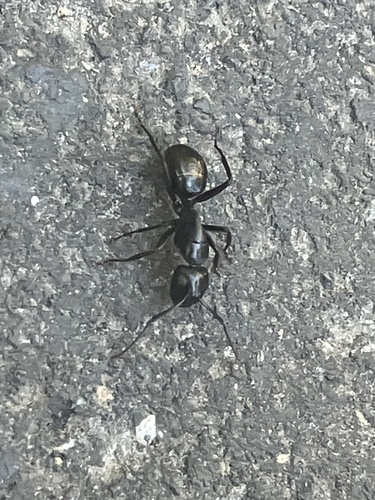iNaturalist observation photo of Carpenter Ants, Typical Sugar Ants and Allies