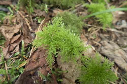 Pleuroziopsis ruthenica observed 2026-07-31