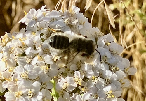 iNaturalist observation photo of Leafcutter, Mortar, and Resin Bees