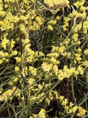 Limonium aureum
