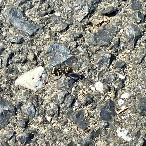 iNaturalist observation photo of Ants