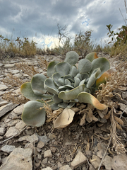 Physaria bellii, photograph (c) Rajan Rao, some rights reserved (CC BY)