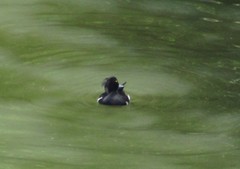 Aythya fuligula
