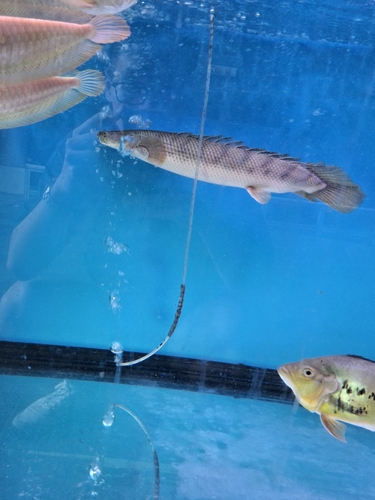 Congo bichir (Polypterus congicus) — Polypteridae — 4