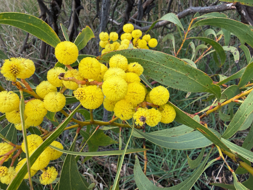 Golden Wattle