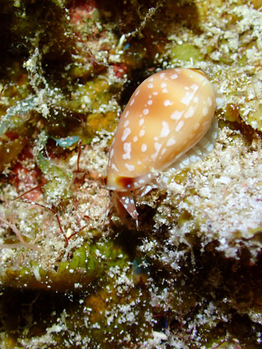 Marginella guttata, 2026-05-03