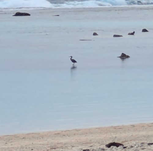 Egretta sacra observed 2026-08-10