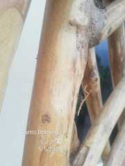 Insecta