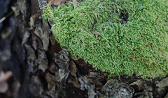 Hypnum chrysogaster