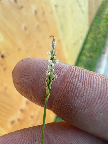 Zoysia matrella observed 2026-08-10