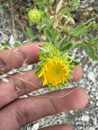 Grindelia subalpina, photograph 6