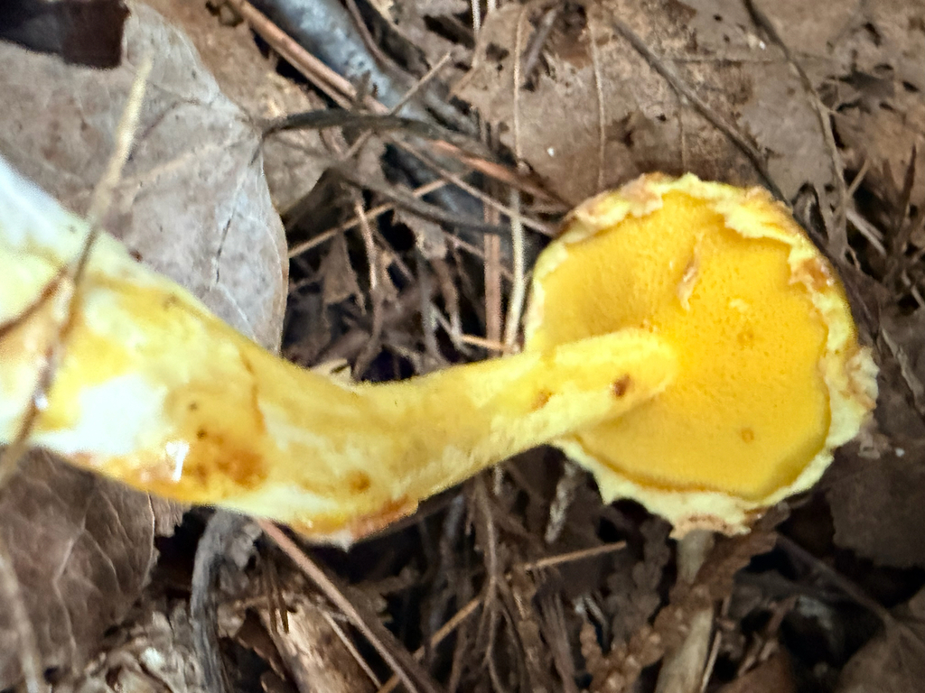 Chicken Fat Mushroom · August 2026 · photo: Photo: (c) rchandle, some rights reserved (CC BY) · iNaturalist
