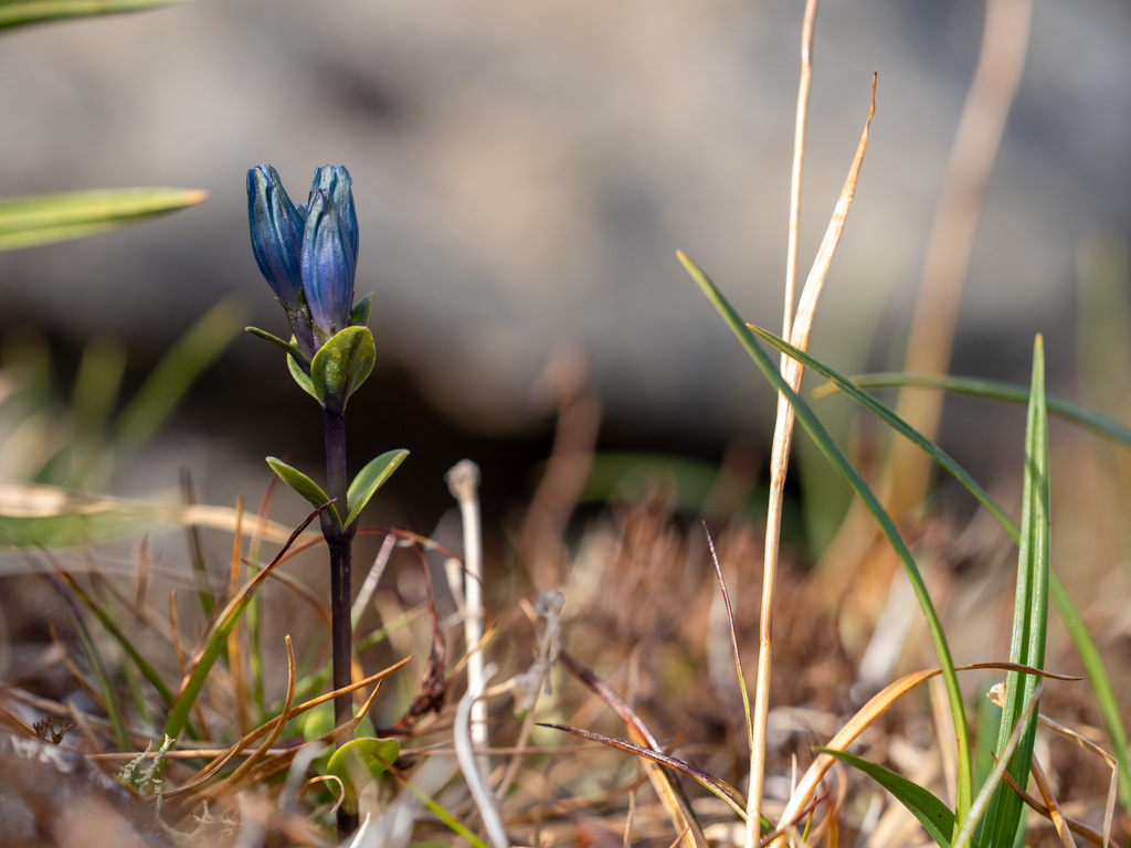 Gentiana glauca; photograph author not stated, no rights reserved