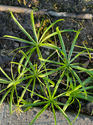 Cyperus alternifolius observed 2026-08-10