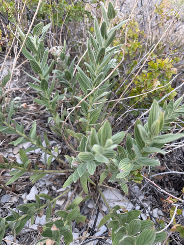Lithospermum occidentale, photograph 6