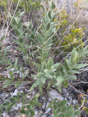 Lithospermum occidentale, photograph (c) Rajan Rao, some rights reserved (CC BY)
