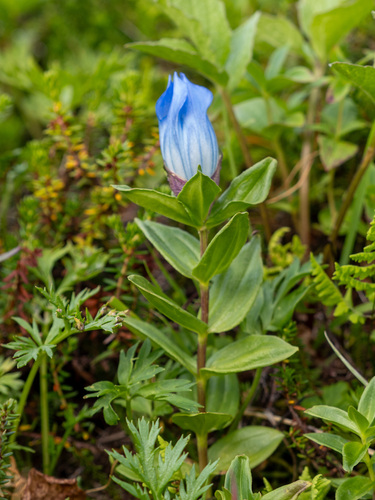 Gentiana platypetala