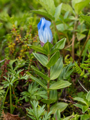 Gentiana platypetala