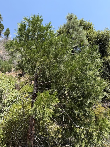 California incense-cedar