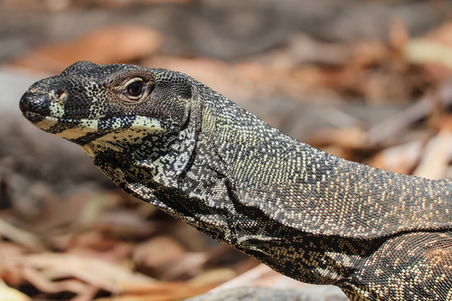 Lace Monitor
