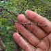 Acacia oliveri