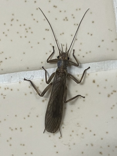 iNaturalist observation photo of Stoneflies