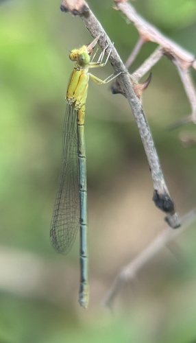 Three Striped Blue Dart