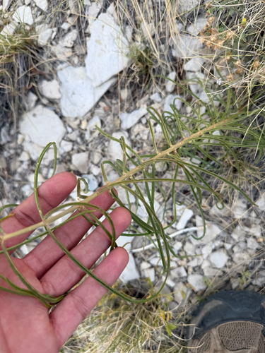 Asclepias engelmanniana