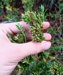 Kalmia buxifolia, photograph (c) Raven Dandridge, some rights reserved (CC BY)