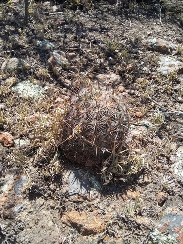 Coryphantha echinoidea