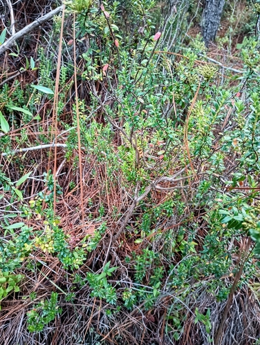 Kalmia buxifolia, photograph 5