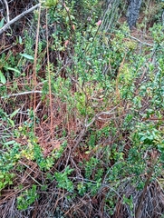 Kalmia buxifolia, photograph (c) Raven Dandridge, some rights reserved (CC BY)