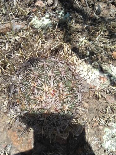 Coryphantha echinoidea