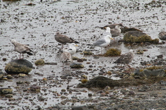 Larus argentatus image