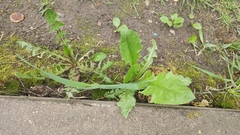 Taraxacum officinale