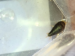 Nicoletiidae