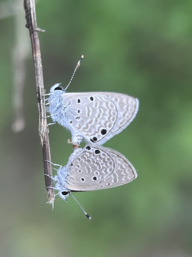 Bright Babul Blue