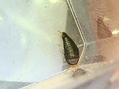 Nicoletiidae