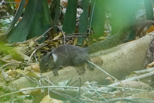ウスイロマメリス