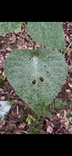 Gympie Stinging Tree