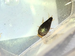 Nicoletiidae