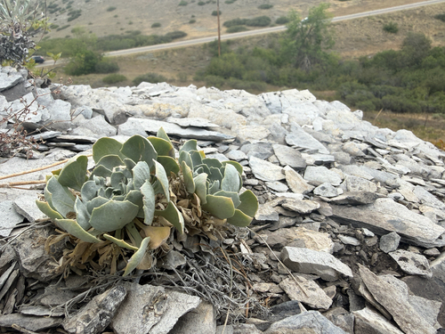 Physaria bellii, photograph 1